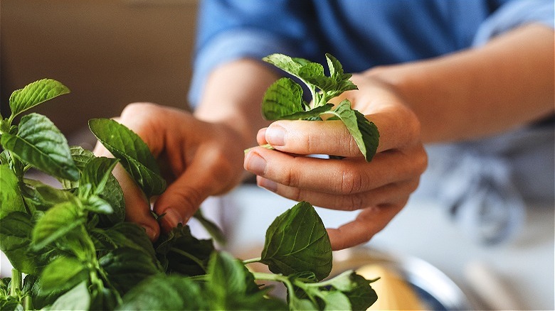 Person picking fresh herbs