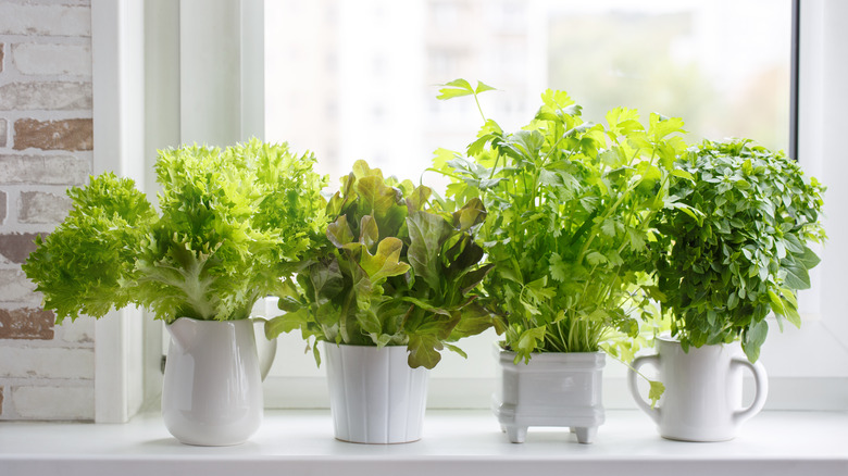 Herbs in white pots