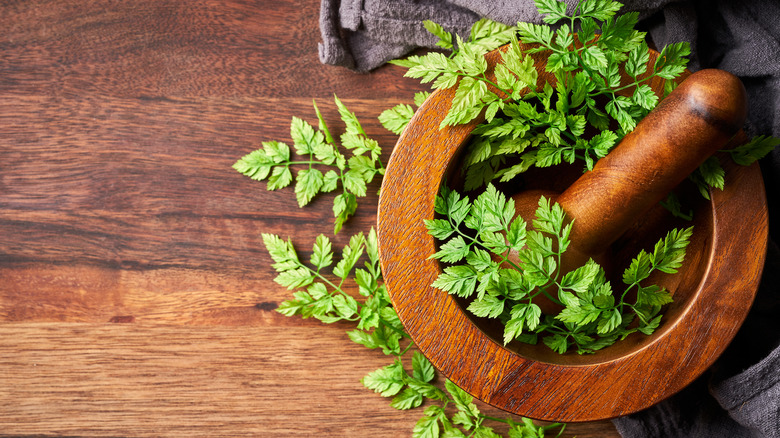 chervil herbs in mortar