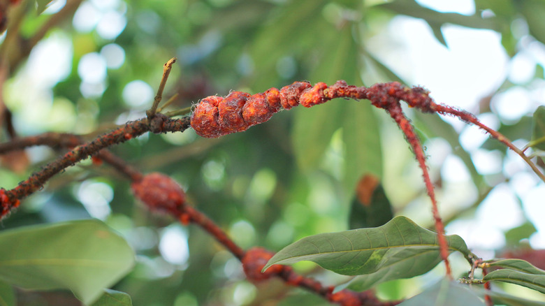 tree branch covered with shellac