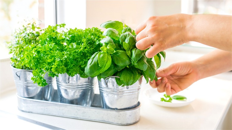 Hand picking fresh basil leaves 