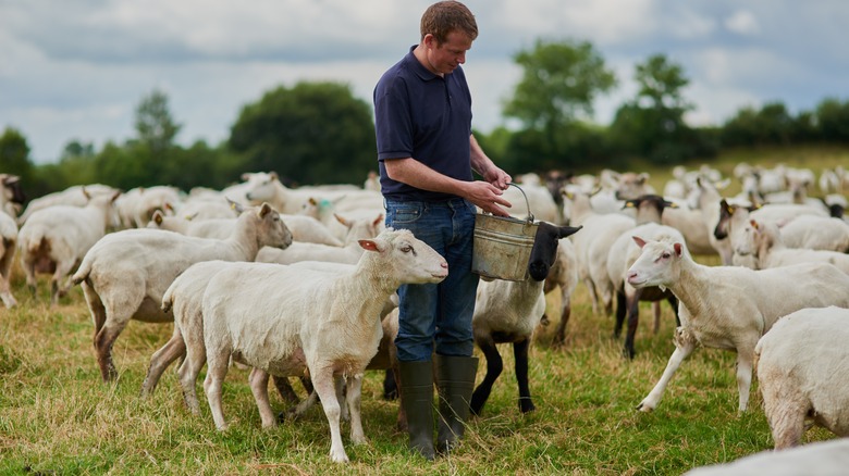 farmer feeding sheep in a pasture