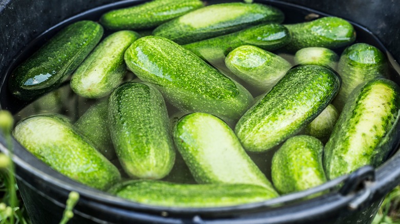 Cucumbers soaking in a pail