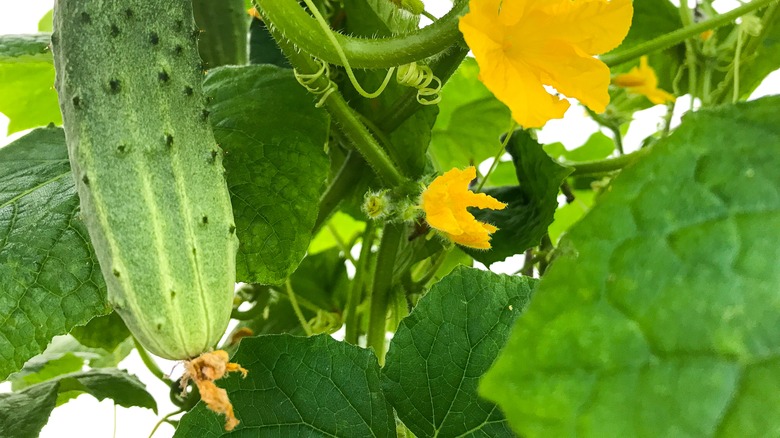 Cucumber with flower attached