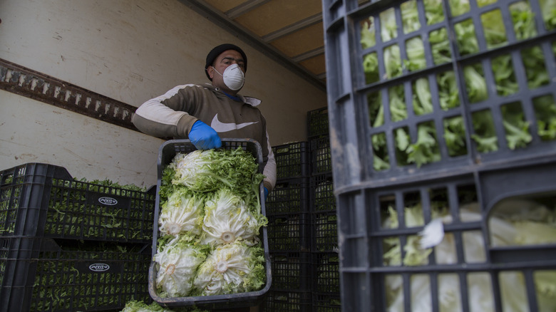 loading lettuce onto a truck