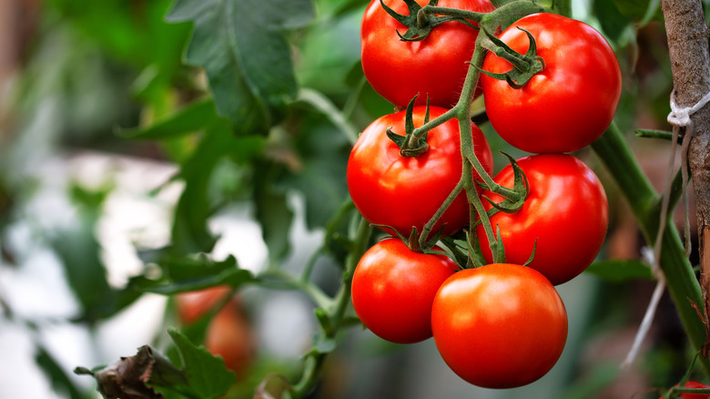 Red tomatoes on the vine