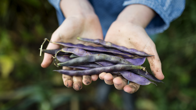 purple runner beans