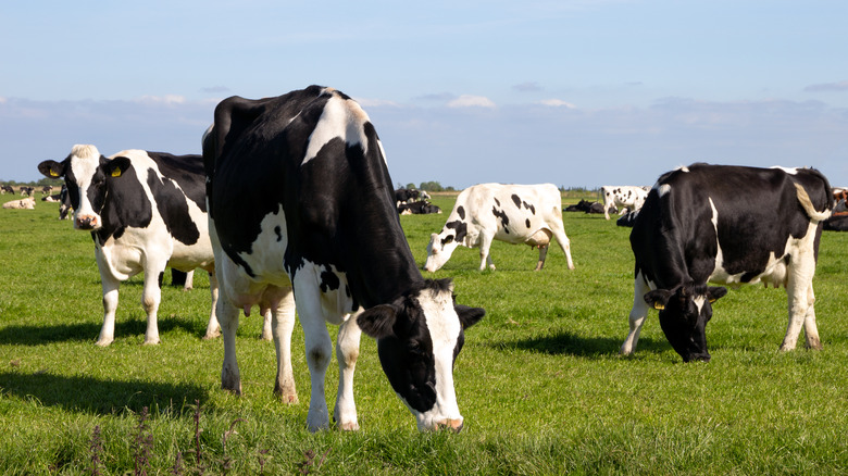 black and white cows