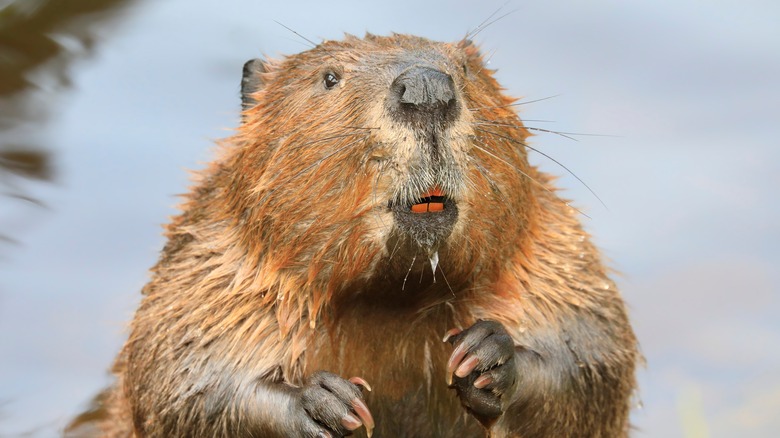 confused beaver looking at camera