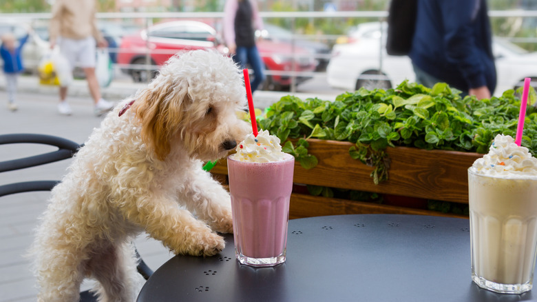 Dog with milkshake