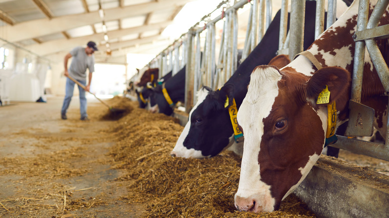 row of dairy cows