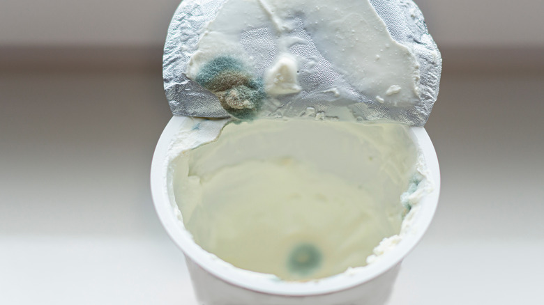 moldy sour cream, green mold on lid and inside