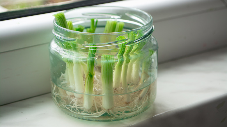 scallions in a jar