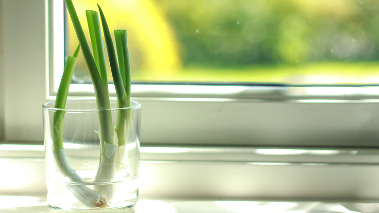 scallions in water near window