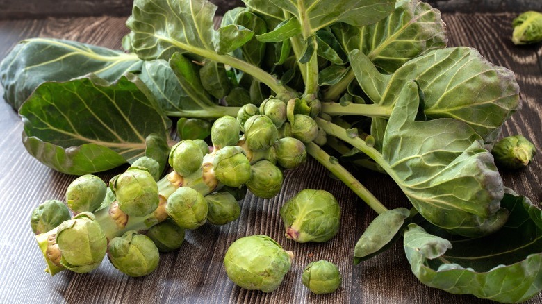 Brussels sprouts on the stalk