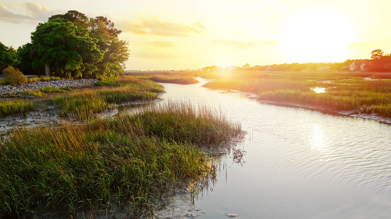 South Carolina marshland