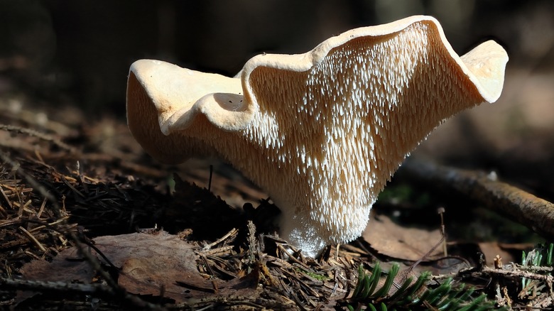 Hedgehog mushroom in the wild