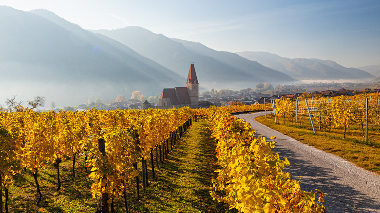 wine vineyard in Austria