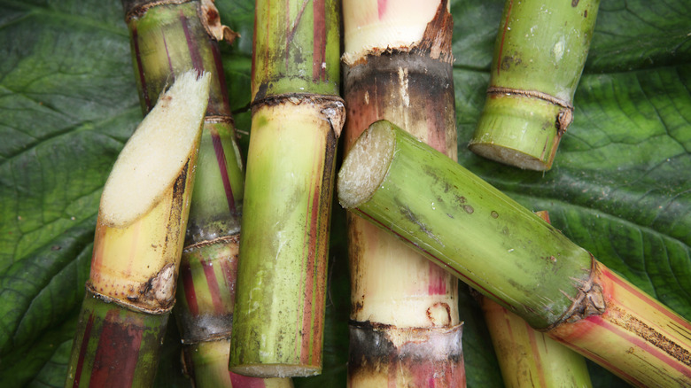 Cut pieces of raw sugarcane reeds