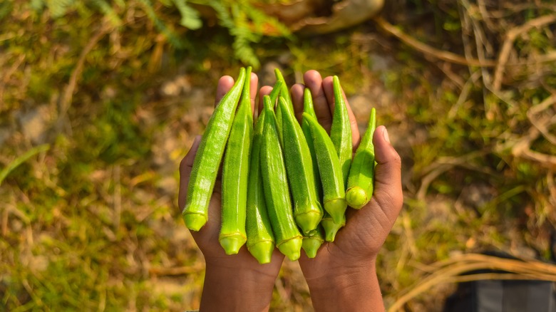 Hands holding whole okra