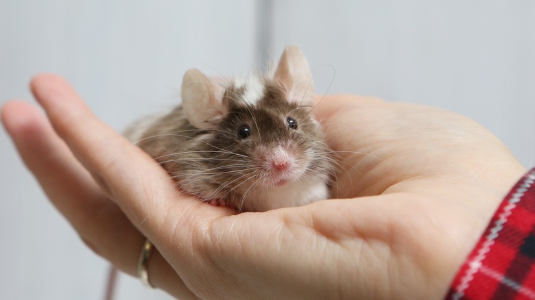 Hand holding a mouse