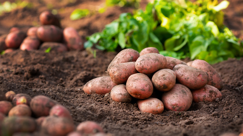 Pile of red potatoes in soil