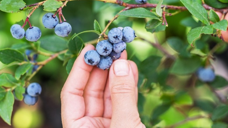 Hand holding blueberries on bush