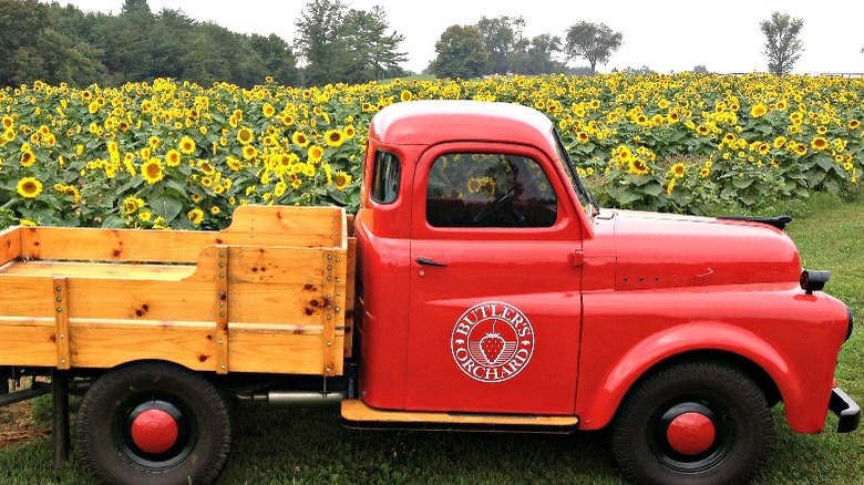 Red truck, field of sunflowers