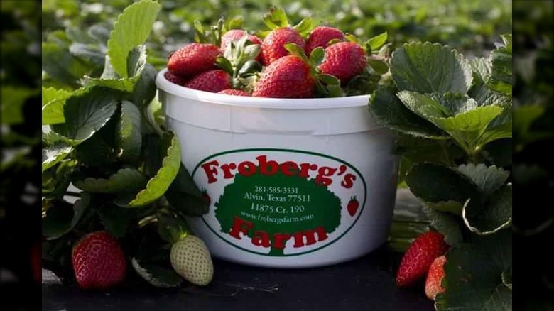 Bucket of fresh-picked strawberries