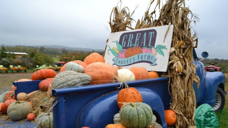 Old truck filled with pumpkins