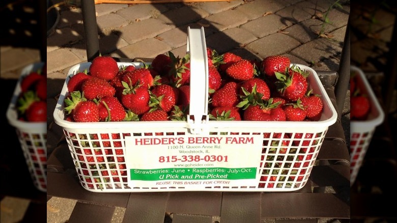 Basket of fresh-picked strawberries