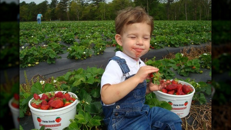 Boy eating strawberries in field