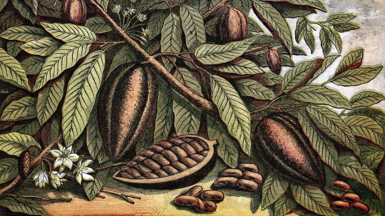 Vintage sketch of cacao pods