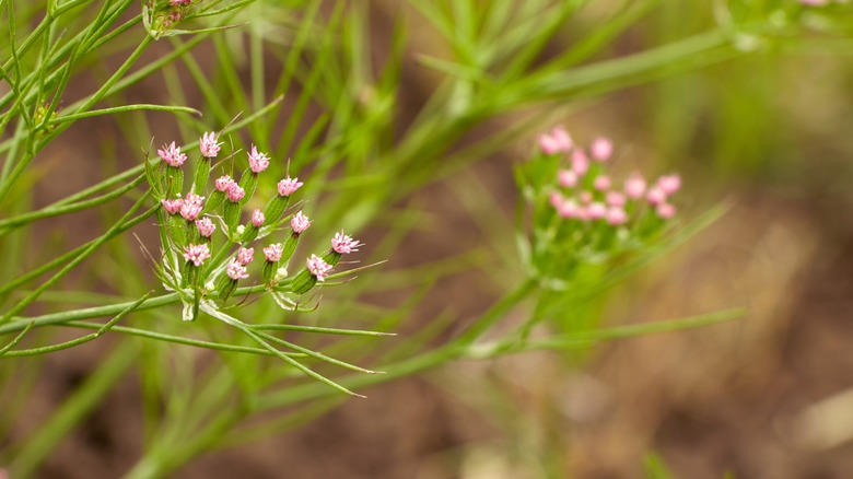 Egyptian cumin plant