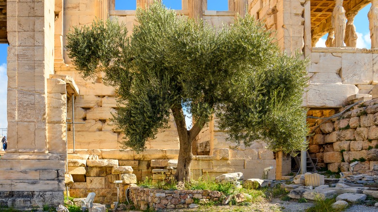 Athena's sacred olive tree in Athens