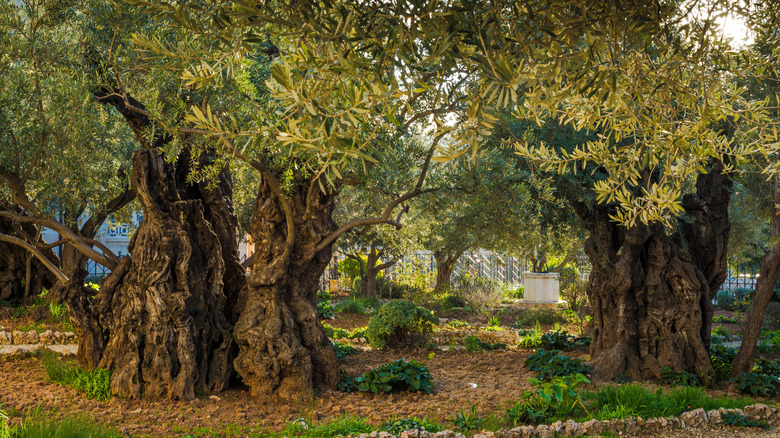 Venerable olive trees in Gethsemane