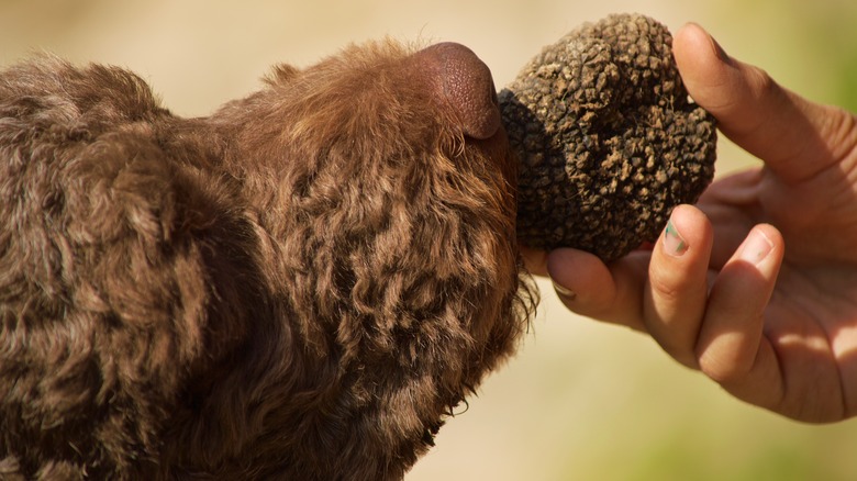 truffle dog