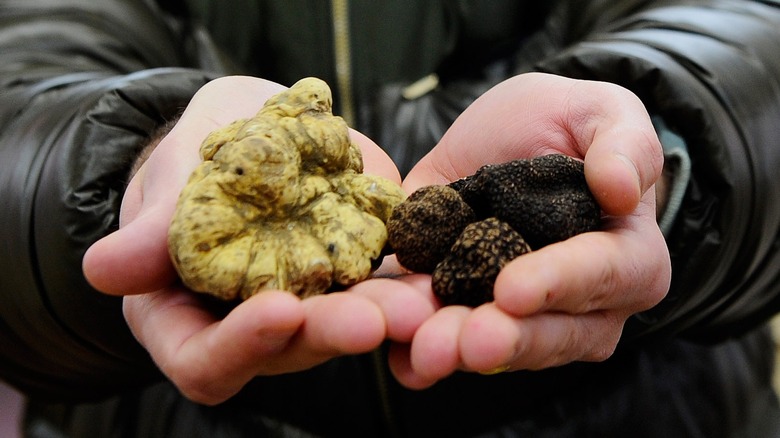 White and black truffle