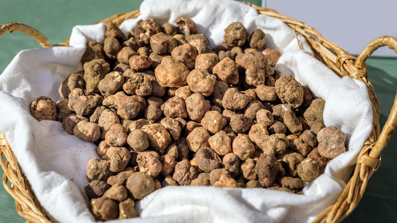 Basket of white truffles