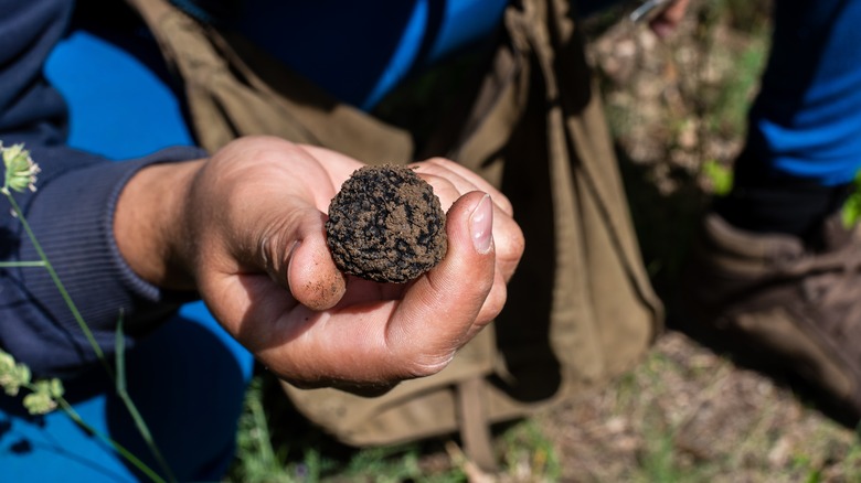 truffle in hand