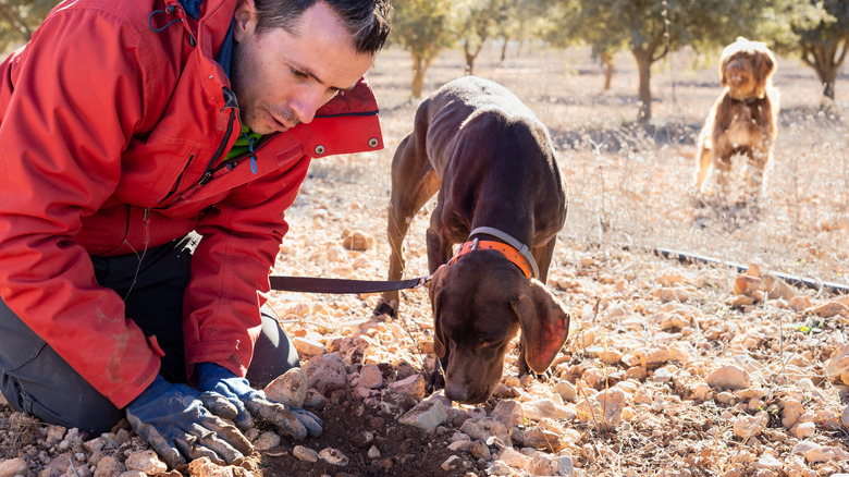 Dog finding truffles