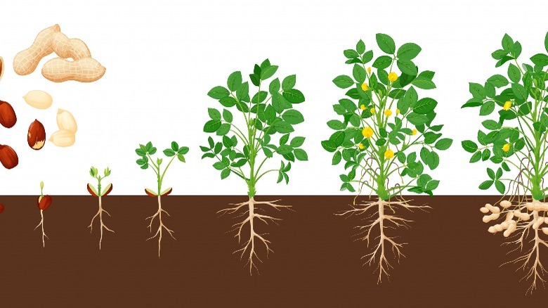 Peanut plant growth stages