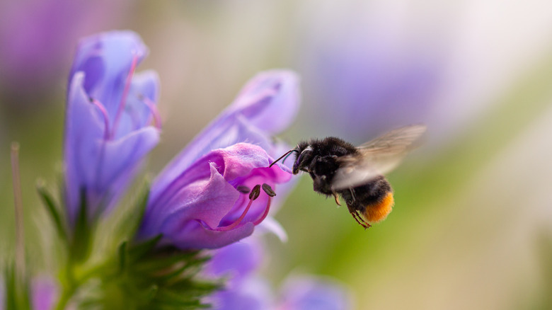 A bee flying near a purple flower