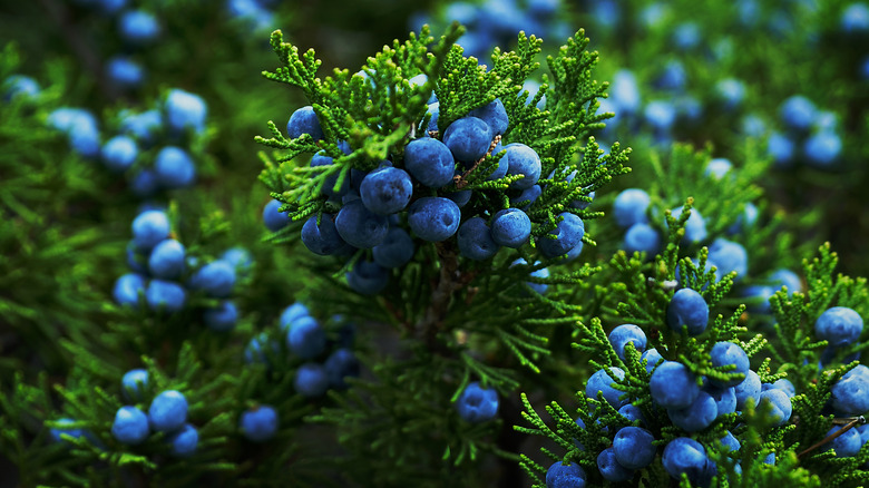 Juniper berries in a bush