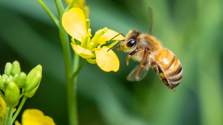 Honeybee pollinating a flower