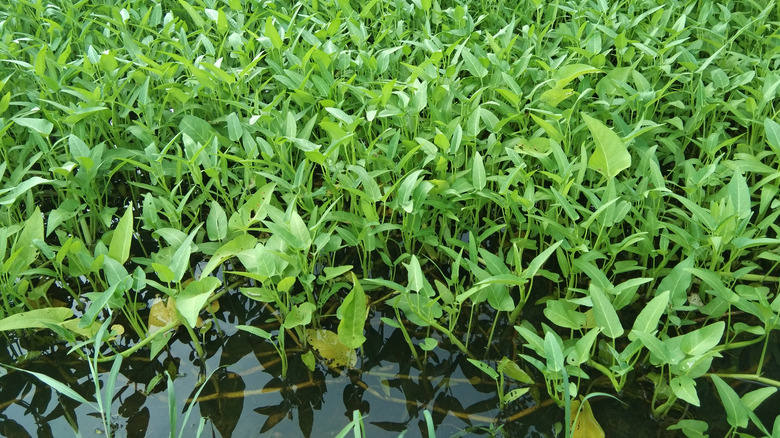 Water spinach growing in a pond