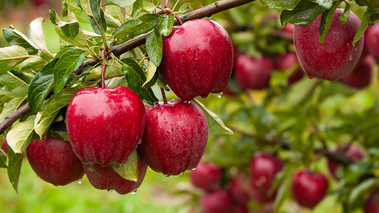 Apples hanging from a tree