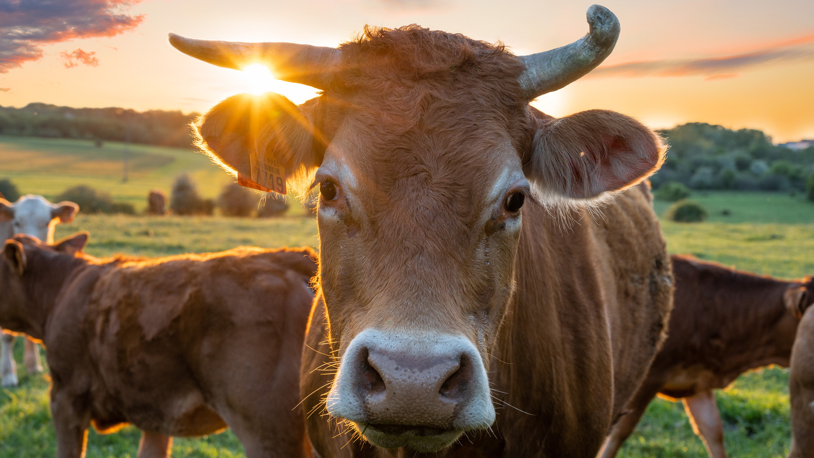 the-u-s-state-that-produces-the-most-beef-the-daily-meal-trendradars