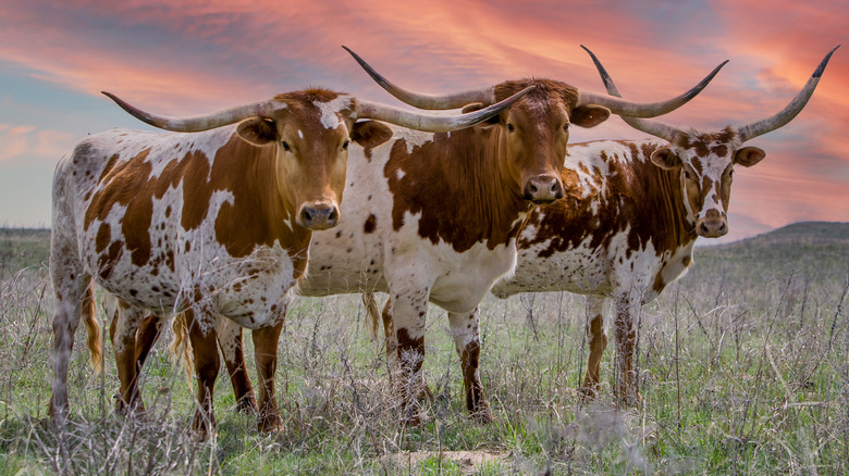 three Texas longhorns