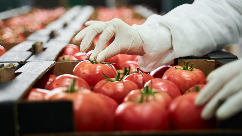 Package of tomatoes